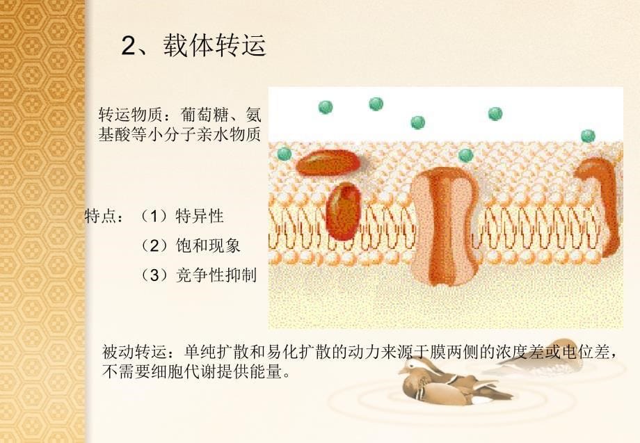 第二篇-细胞基本功能课件_第5页