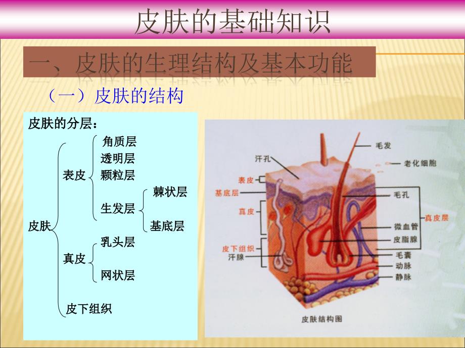 皮肤基础知识课件_第2页