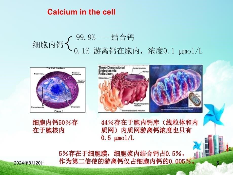 钙离子钙离子的生理作用_第5页