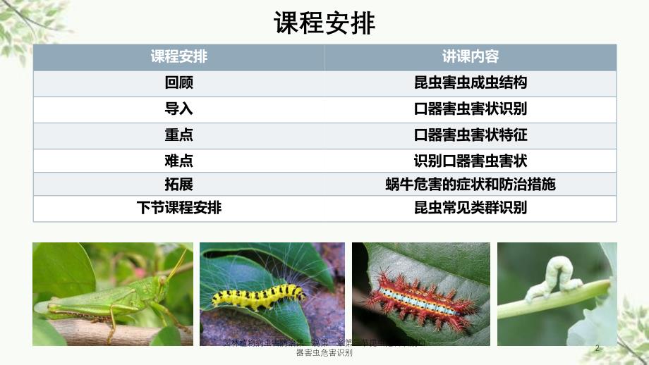 园林植物病虫害防治第一篇第一章第三节昆虫危害识别口器害虫危害识别课件_第2页