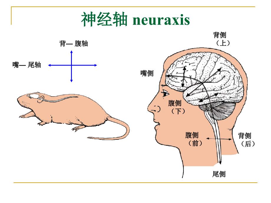 中枢神经系统概观PPT课件_第2页