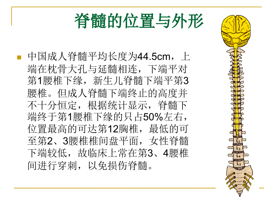 中枢神经系统概观PPT课件_第3页