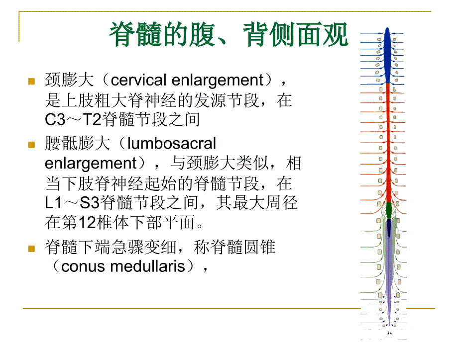 中枢神经系统概观PPT课件_第4页