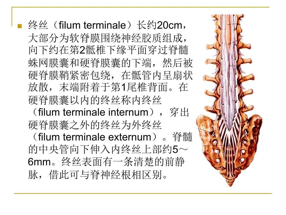 中枢神经系统概观PPT课件_第5页