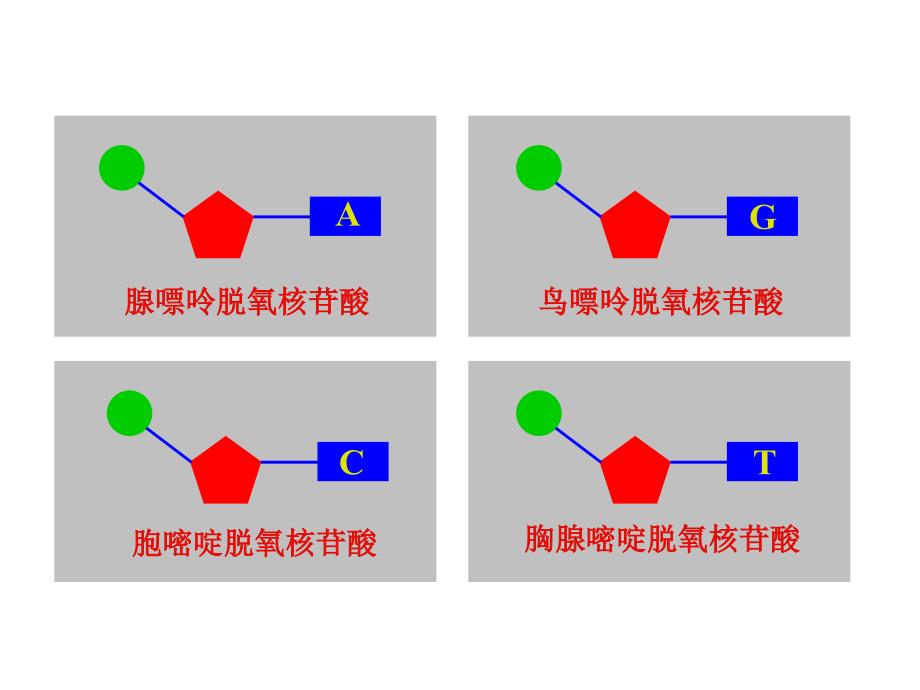 gDNA分子结构_第4页