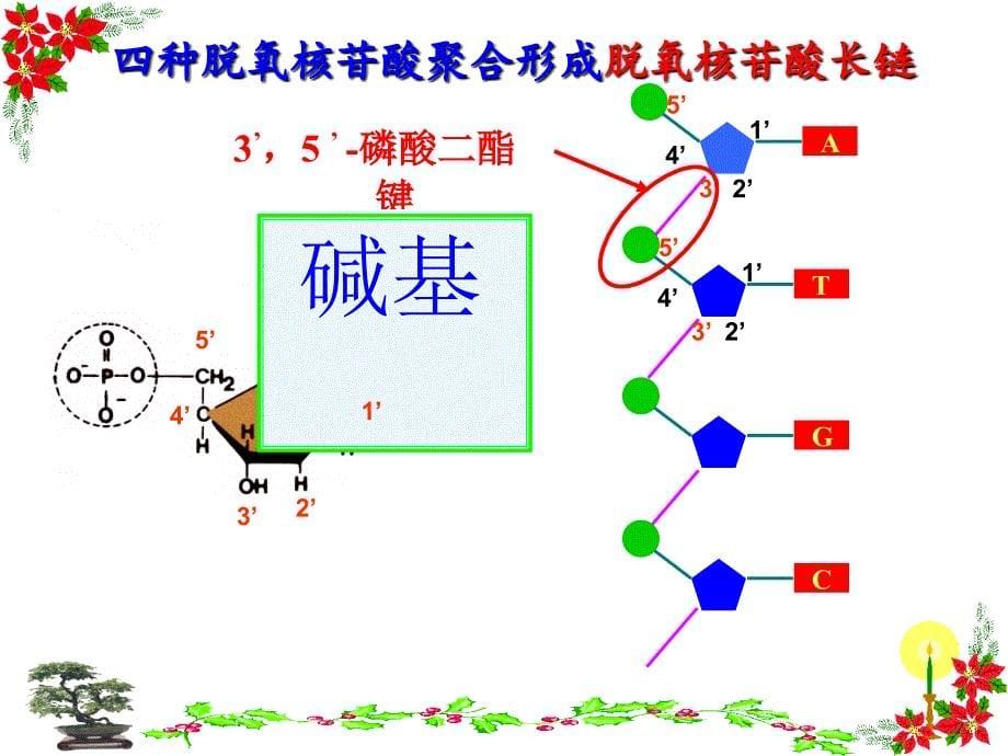 gDNA分子结构_第5页