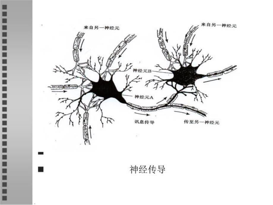 最新心理学第二章 心理的实质PPT课件_第4页