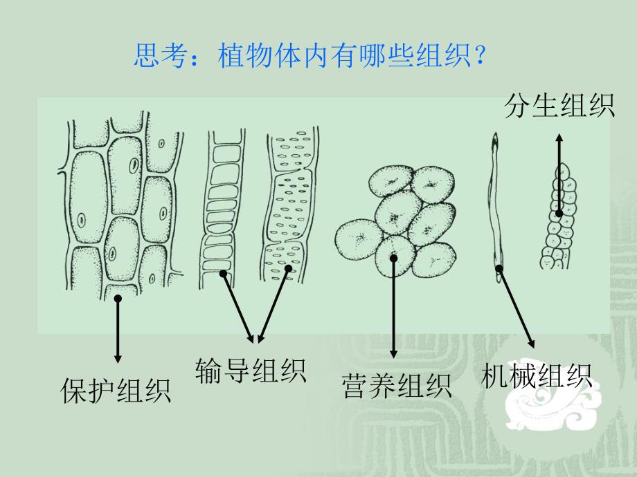 植物和动物的组织_第4页