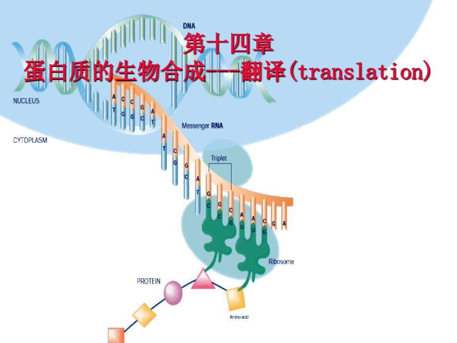 第十四章蛋白质的生物合成翻译translation_第1页