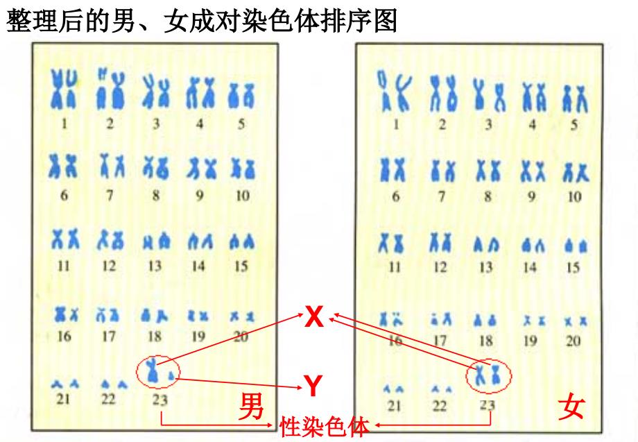 人的性别遗传讲课课件_第4页