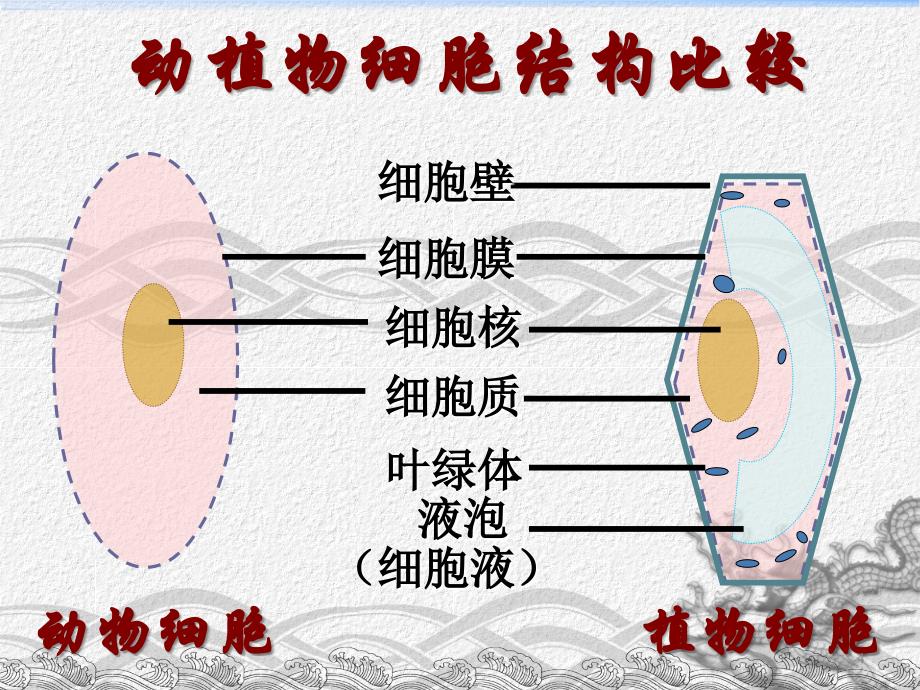 细胞的生活ppt课件_第4页