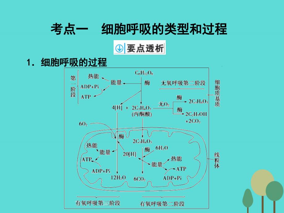 高考生物 第3单元 细胞的能量供应和利用 第9讲 细胞呼吸_第2页