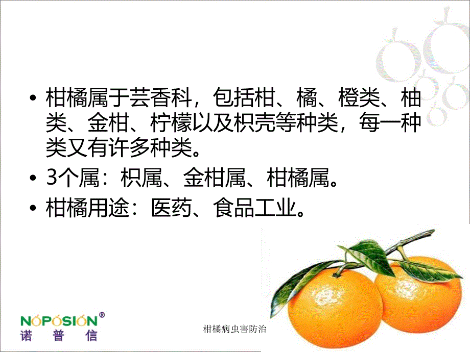 柑橘病虫害防治_第3页