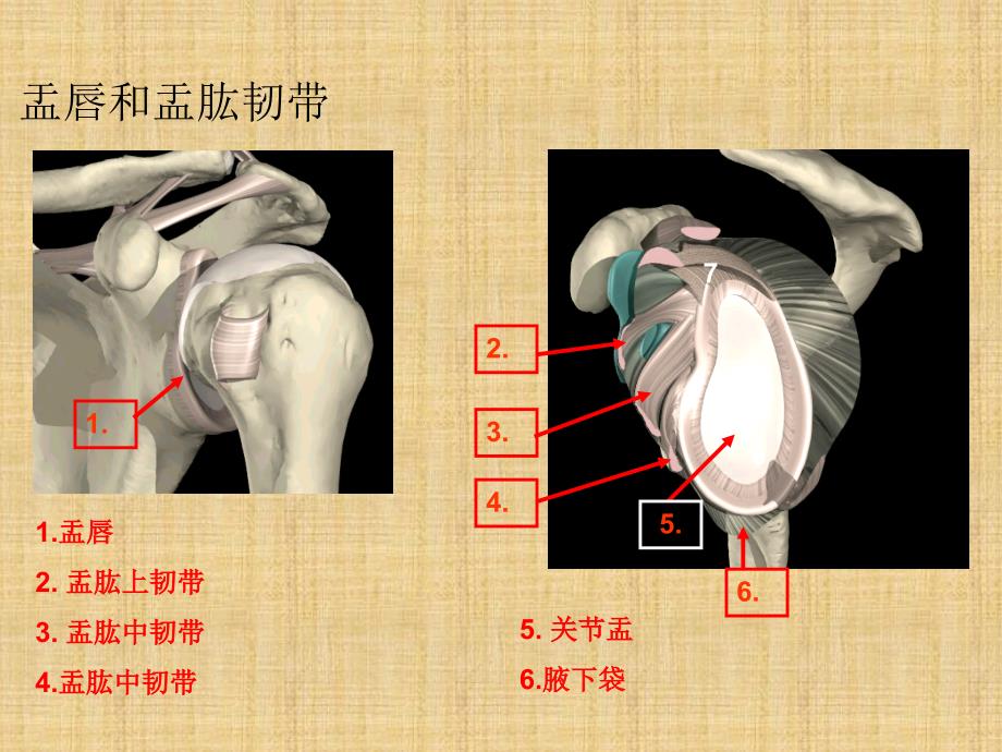 肩关节镜下肩袖修补_第3页