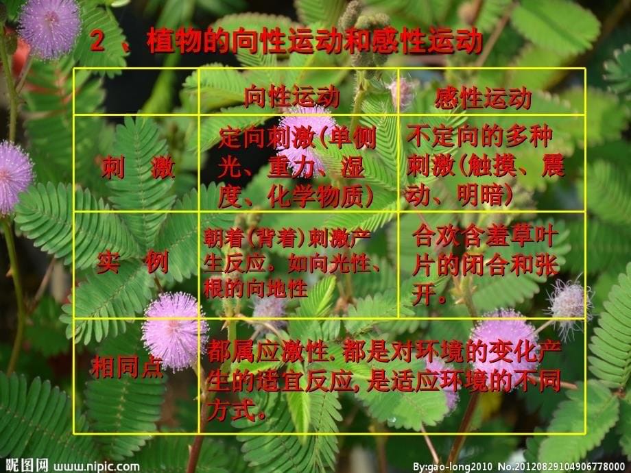 植物的激素调节一轮复习必修3_第5页