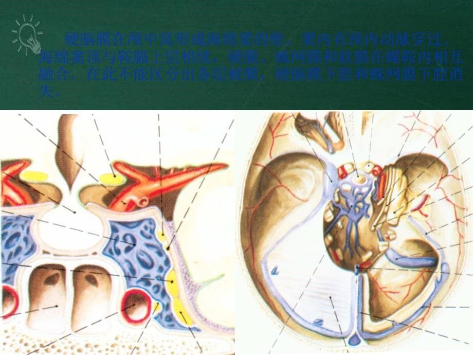 《J脑和脊髓的被膜》课件_第5页