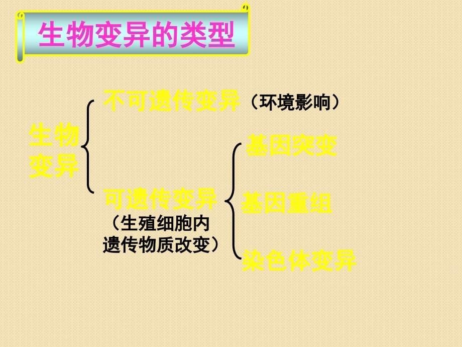 生物：4.4《基因突变和基因重组》课时1课件(苏教版必修2)_第5页