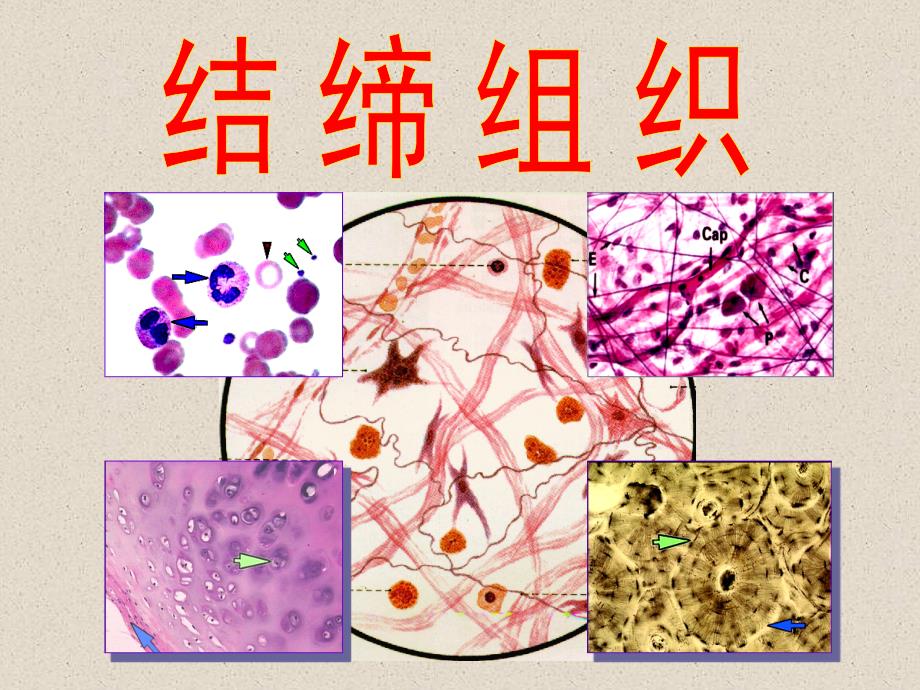 组织学与胚胎学2-结缔组织和皮肤-学生.ppt_第1页