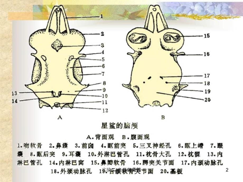 实验二鱼类的骨骼课件_第2页