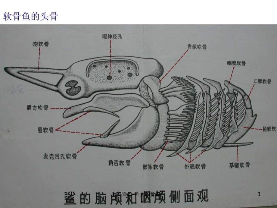 实验二鱼类的骨骼课件_第3页