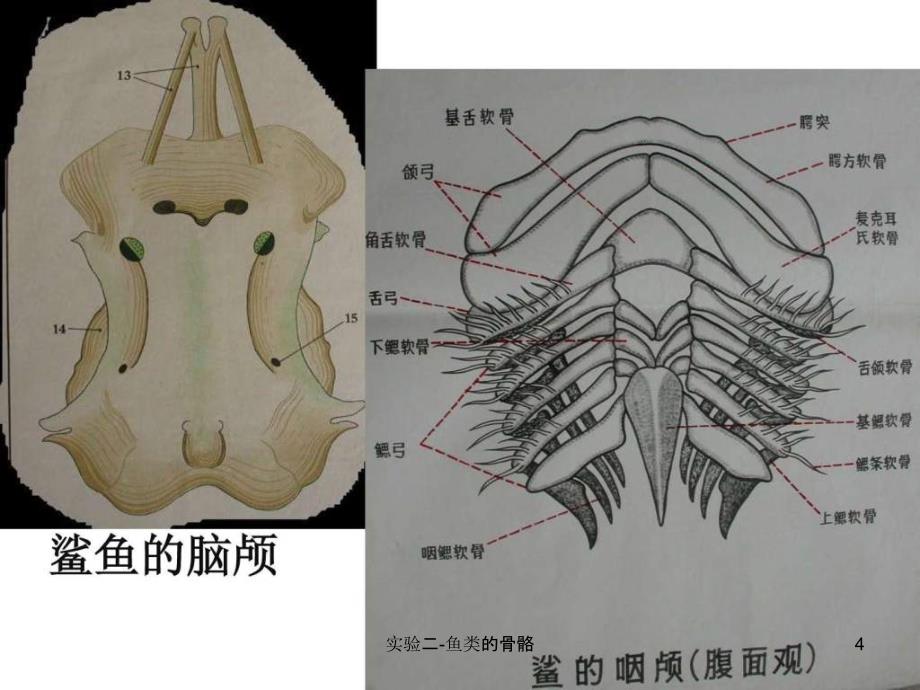 实验二鱼类的骨骼课件_第4页