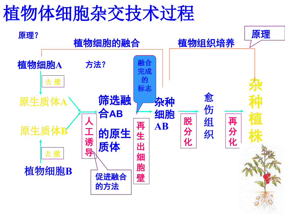 动物体细胞杂交技术过程1精选文档_第1页