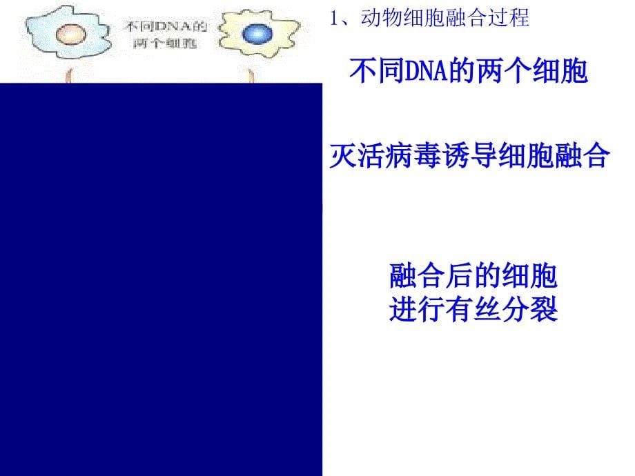 动物体细胞杂交技术过程1精选文档_第5页