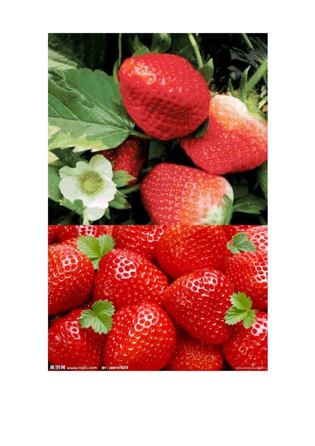 草莓又叫红莓