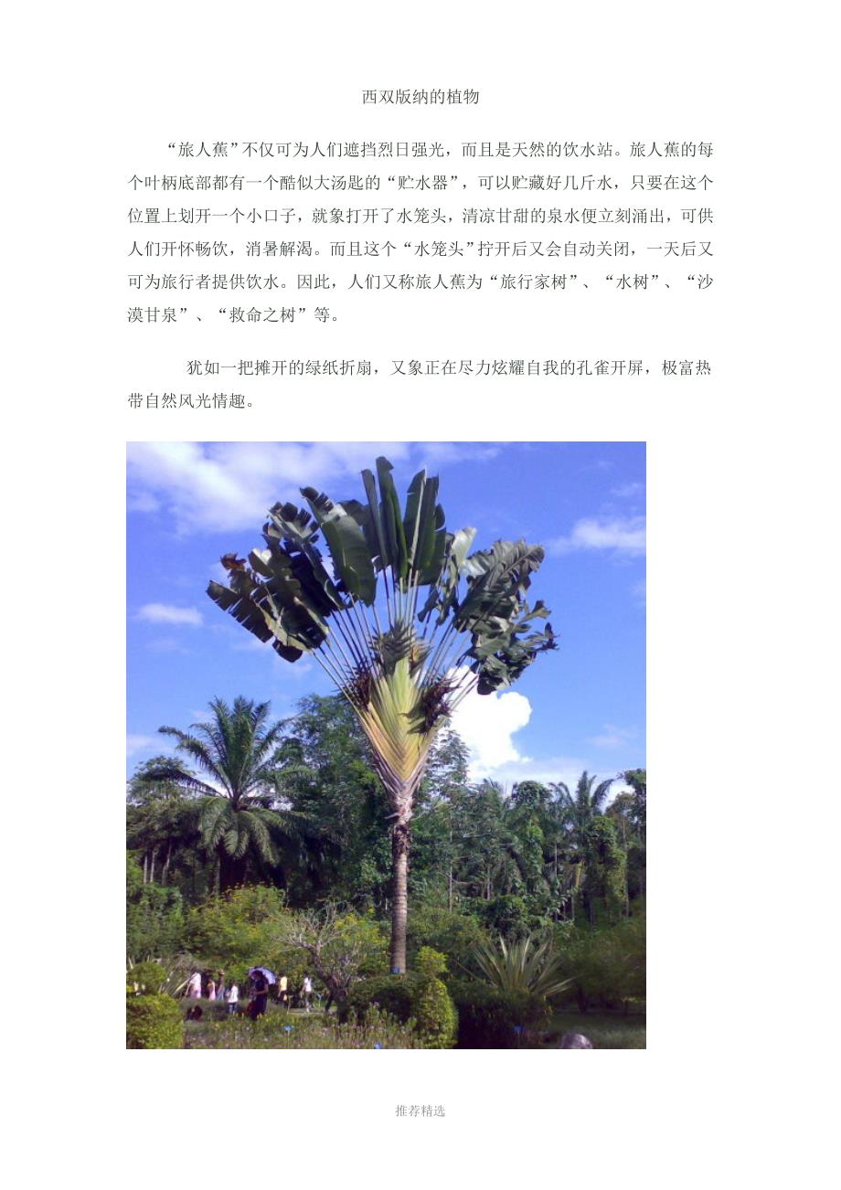 西双版纳的植物_第1页