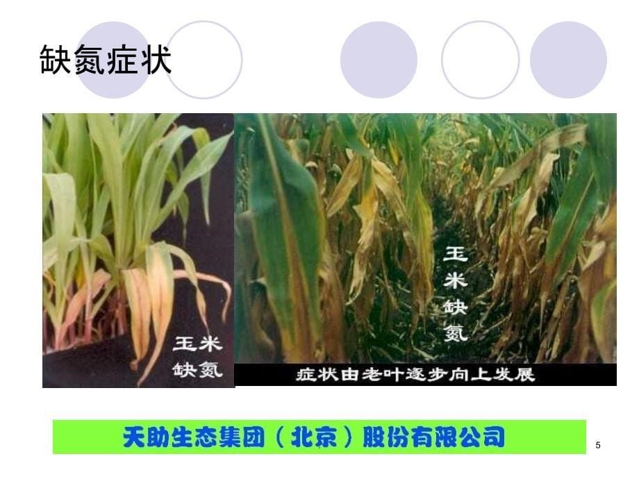 植物缺素症图谱_第5页