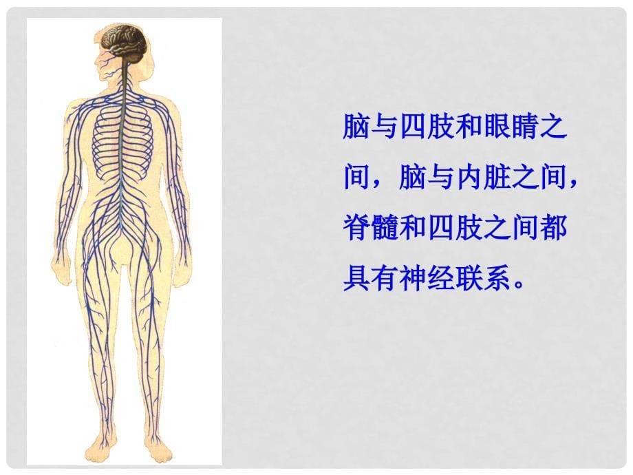 七年级生物下册 12.1 神经系统和神经调节课件 （新版）北师大版_第5页