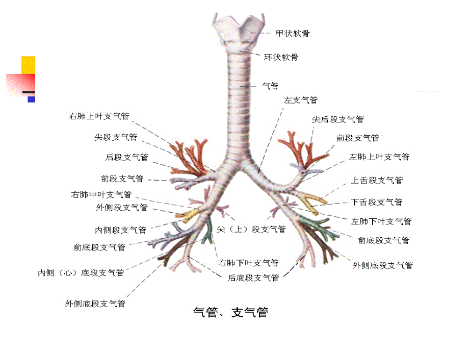 6第六节支气管扩张病人的护理汇总_第4页