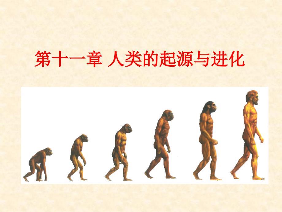 进化生物学：第11章 人类的起源与进化