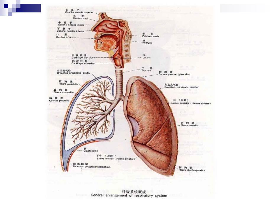 呼吸系统解剖生理课件_第3页