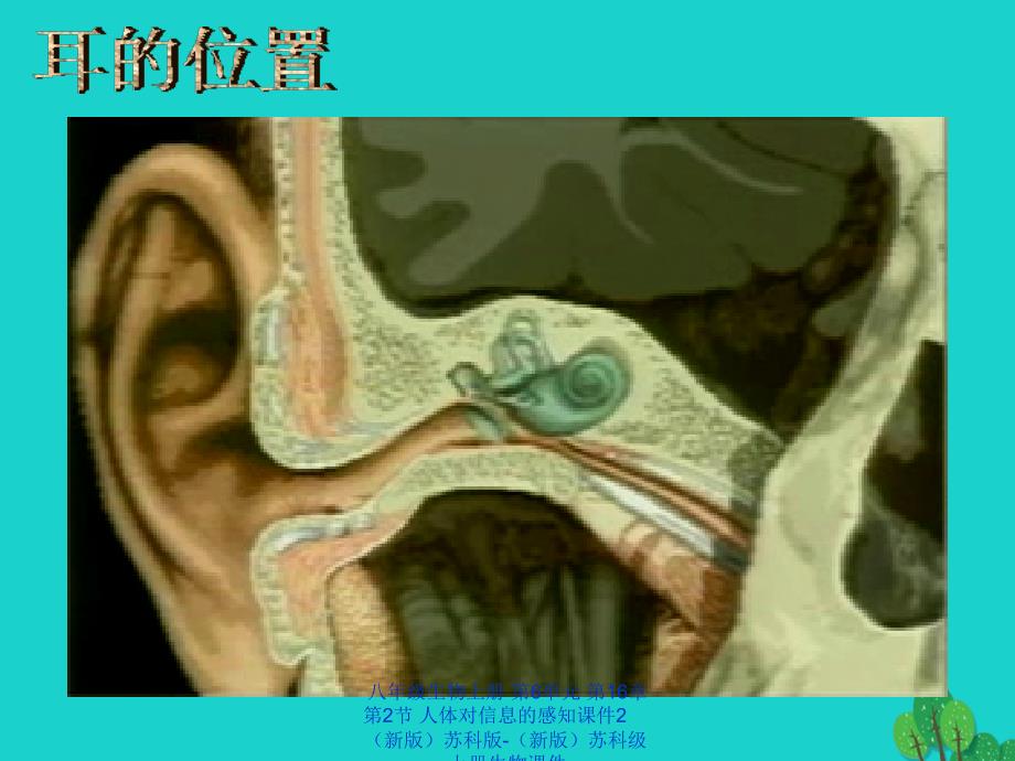 最新八年级生物上册第6单元第16章第2节人体对信息的感知2_第3页