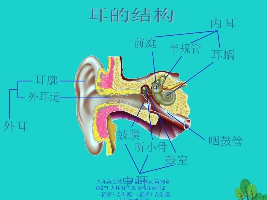 最新八年级生物上册第6单元第16章第2节人体对信息的感知2_第5页