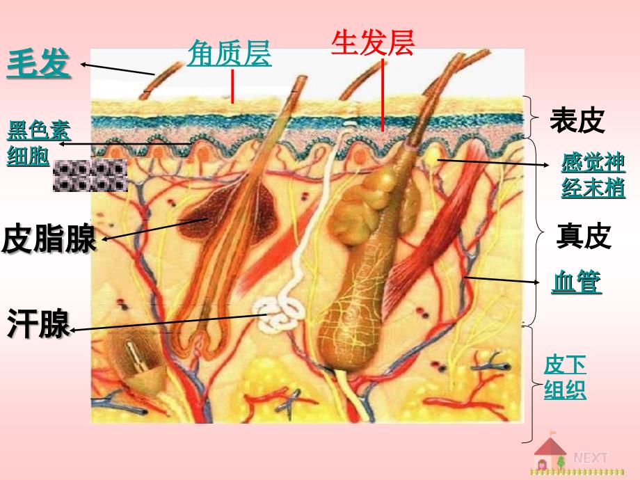 汗液的形成与排出1PPT课件_第3页