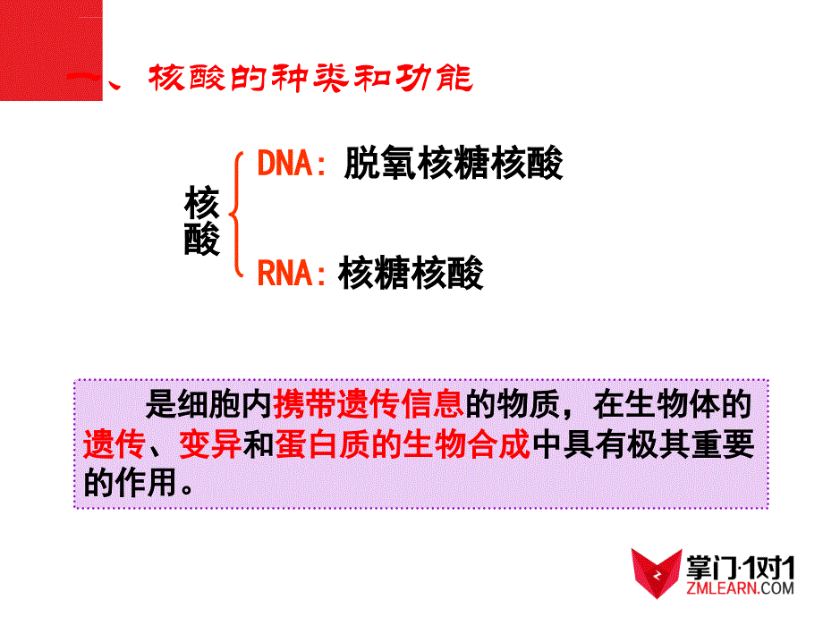 必修1第2章第3节遗传信息的携带者核酸ppt课件_第4页