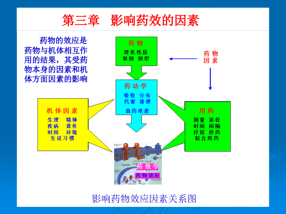 药理学教程课件：第三章 影响药效的因素_第1页