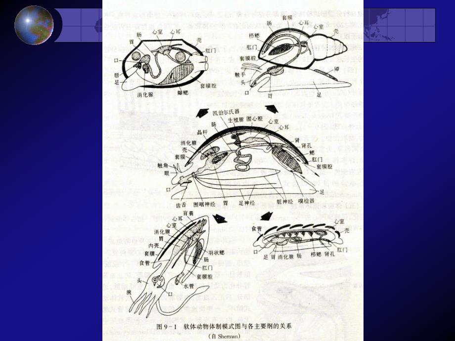 第九章 软体动物门_第4页