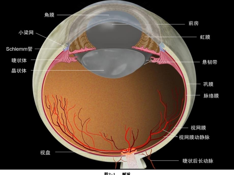 糖尿病性视网膜病变的眼部表现_第2页