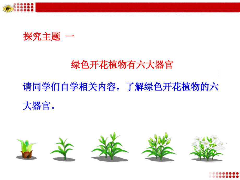 第三节植物体的结构层次_第4页