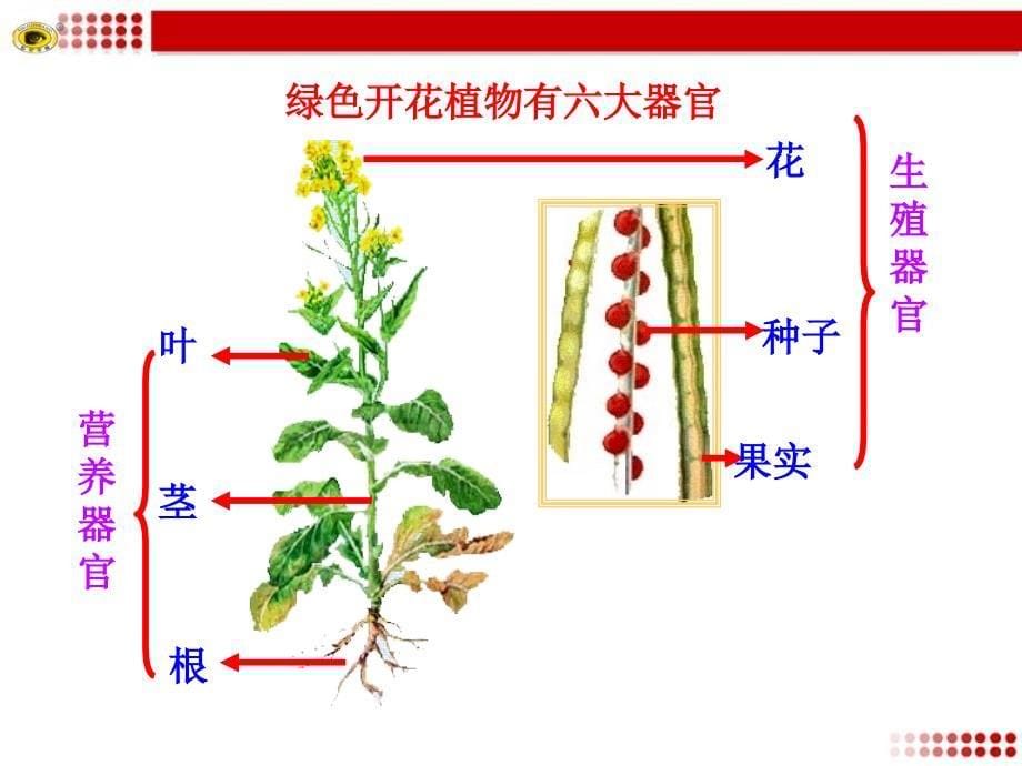 第三节植物体的结构层次_第5页