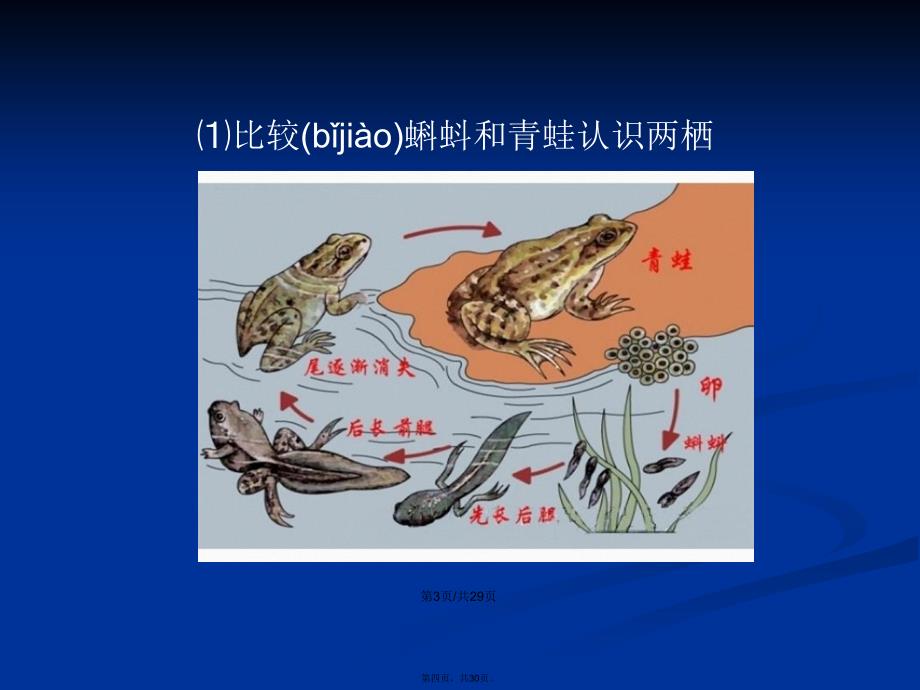 八年级生物上册第五节_两栖动物和爬行动物学习教案_第4页