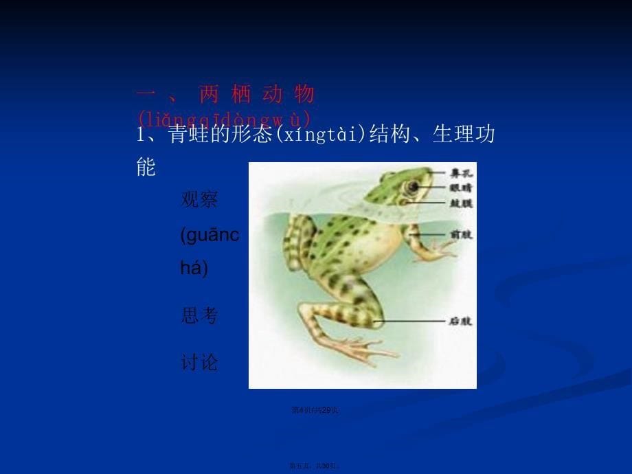 八年级生物上册第五节_两栖动物和爬行动物学习教案_第5页