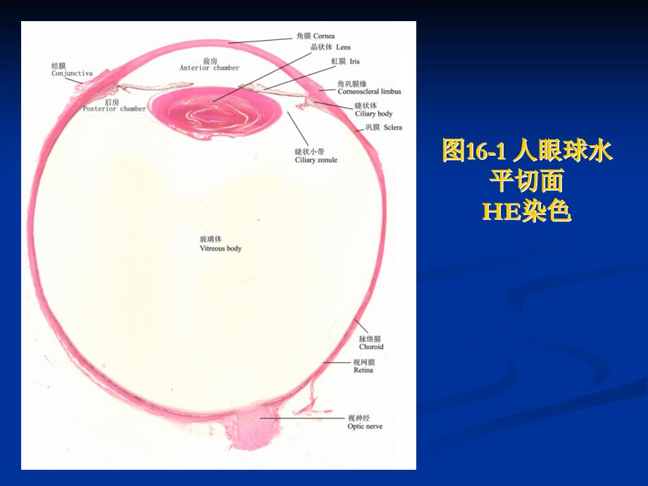 组织学与胚胎学实验：16-眼和耳组胚实验_第3页