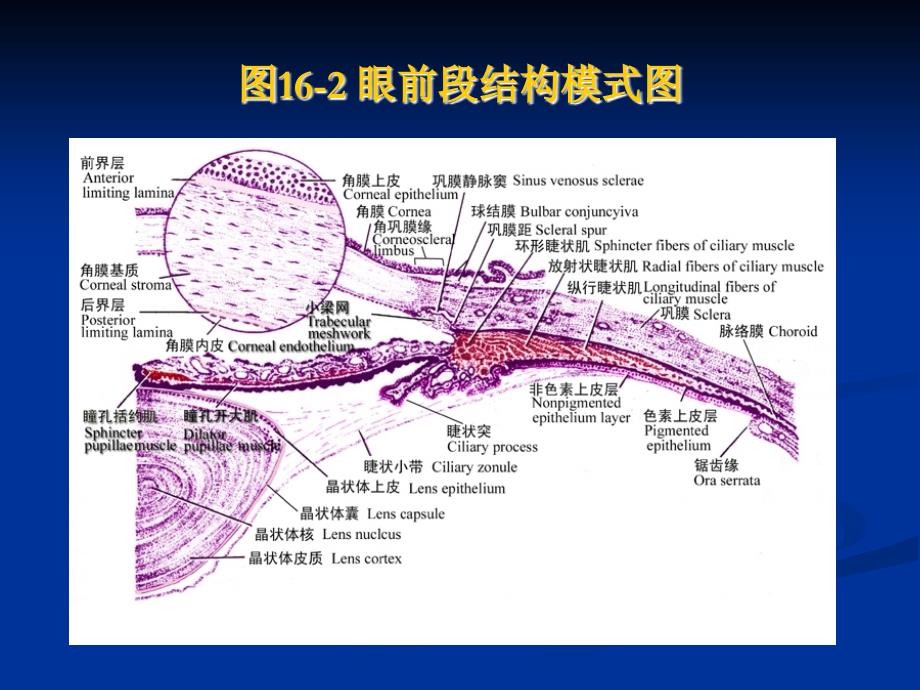 组织学与胚胎学实验：16-眼和耳组胚实验_第4页