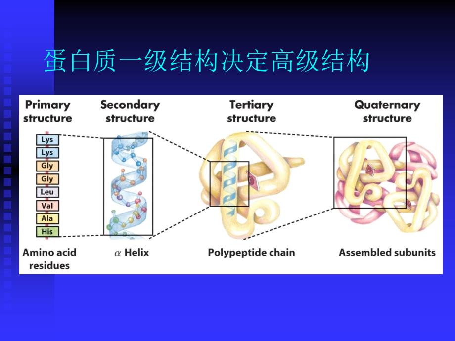 蛋白结构功能1_第2页