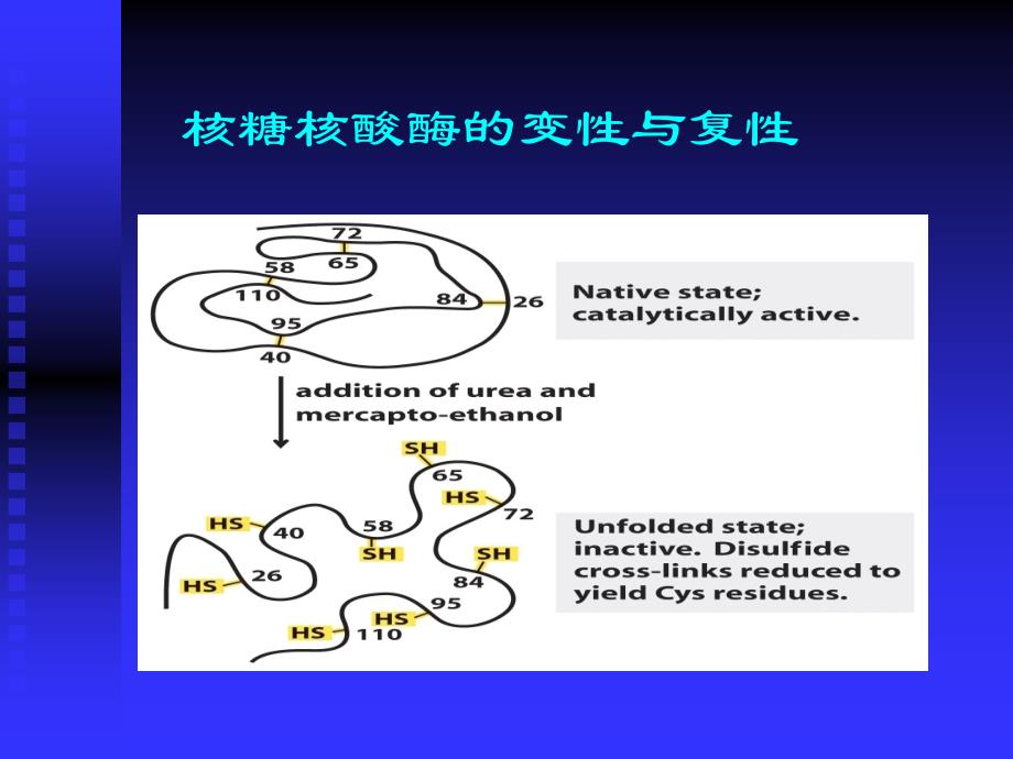 蛋白结构功能1_第3页