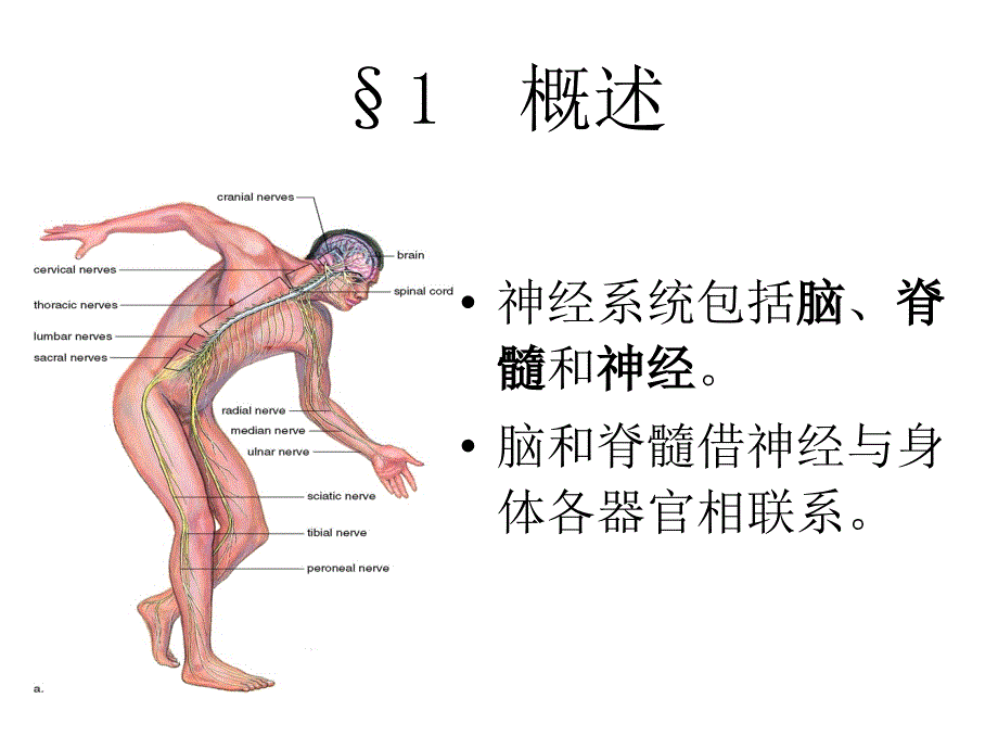 人体解剖生理学7.第七章神经系统_第4页